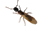 tiny image of a bug